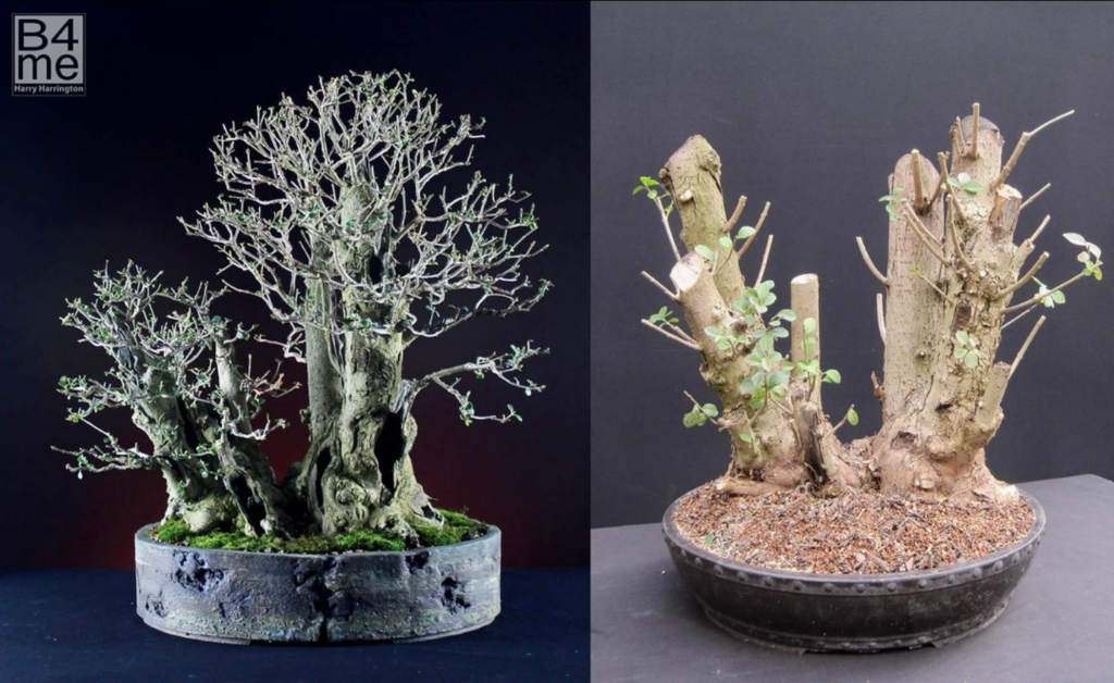 Ligustrum ovalifolium/Privet bonsai