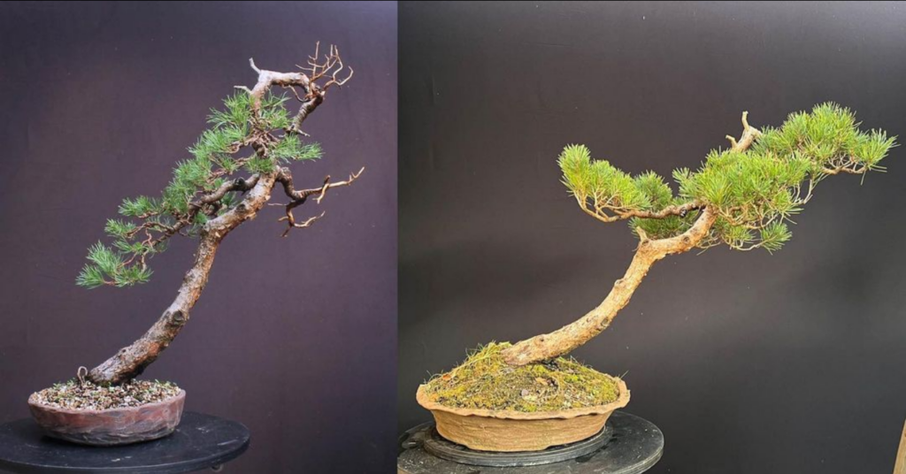 Scots Pine ‘Beuvronensis’ bonsai