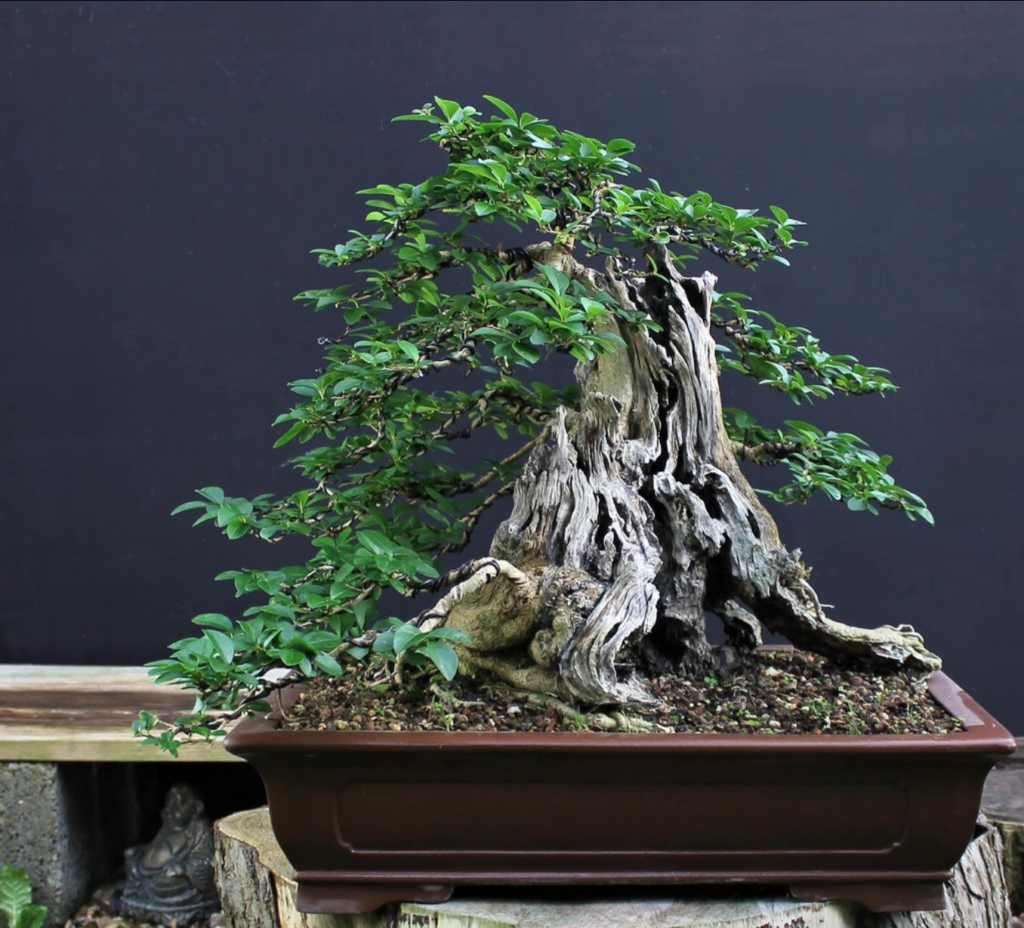 Privet bonsai