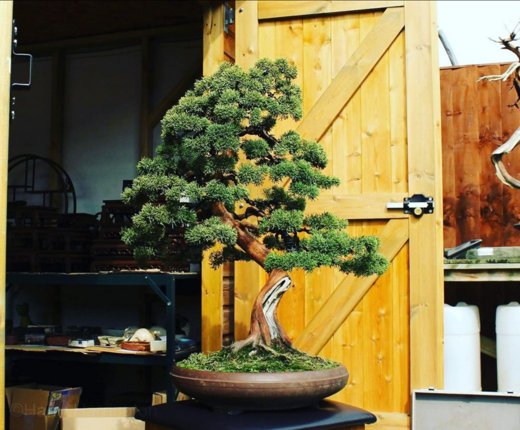 Juniperus chinensis 'Shimpaku' /Shimpaku Juniper bonsai