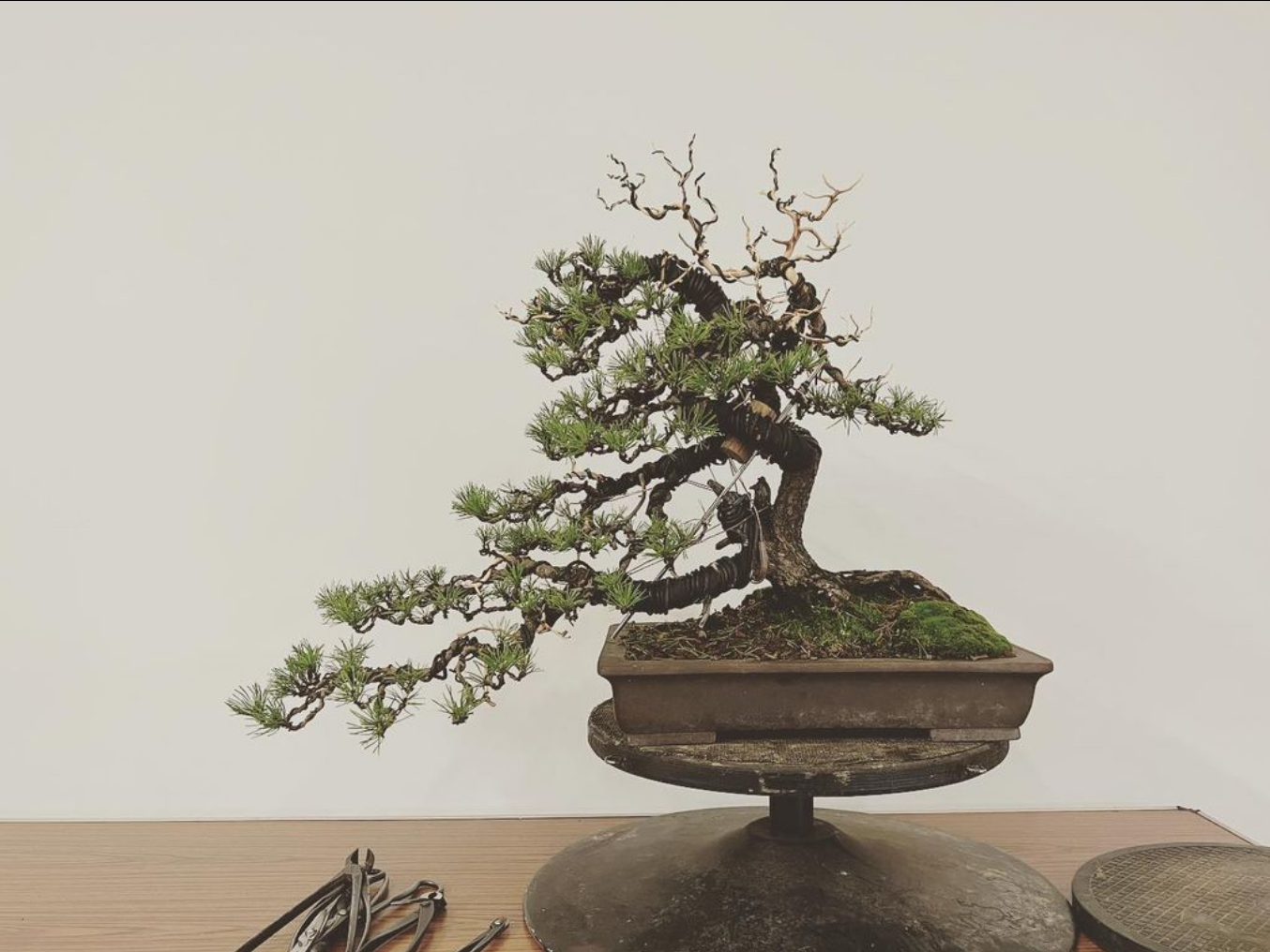 Scots Pine bonsai from apprentice Sean Stolp