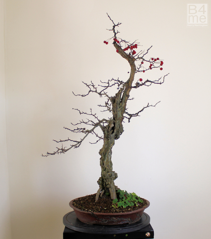 hawthorn bonsai