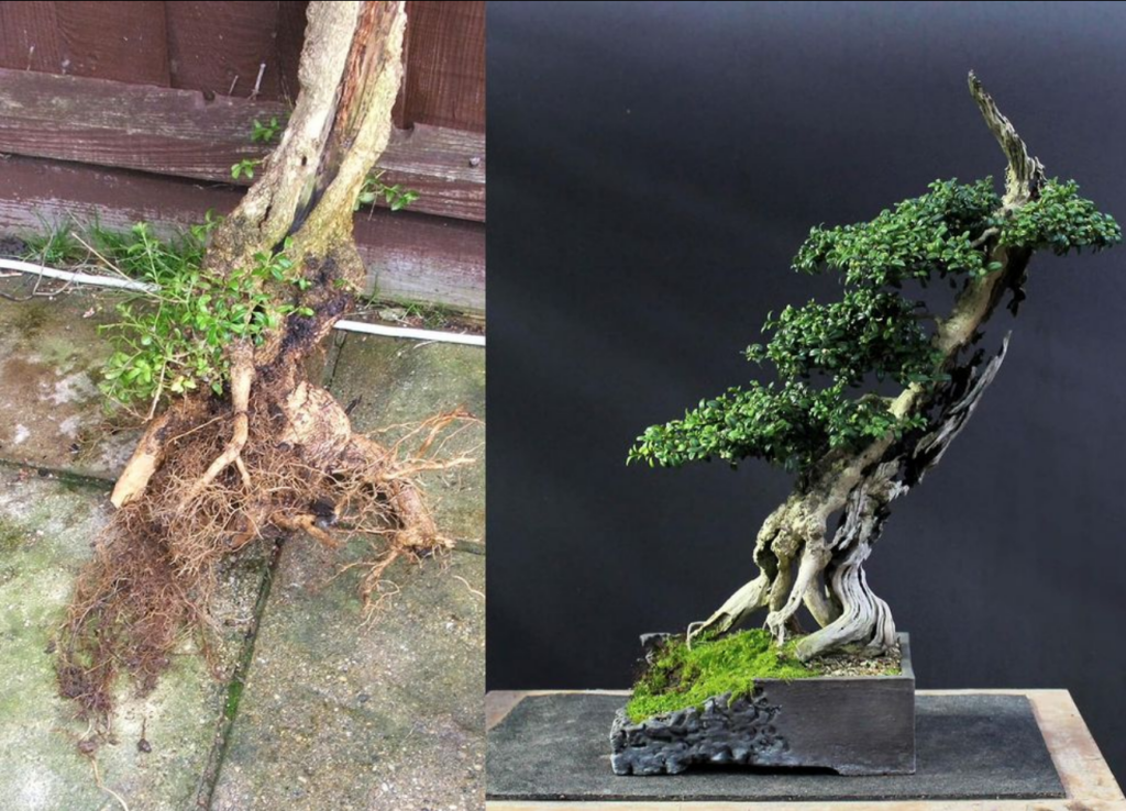 Buxus sempervirens/Box bonsai