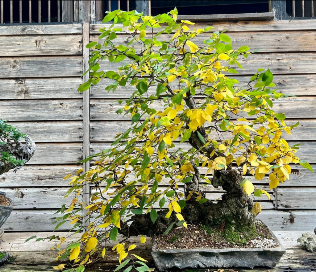 Elm raft bonsai