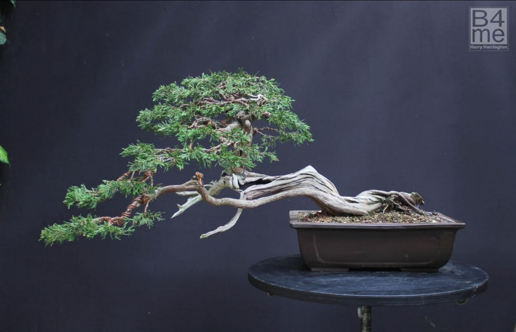Juniper sabina bonsai