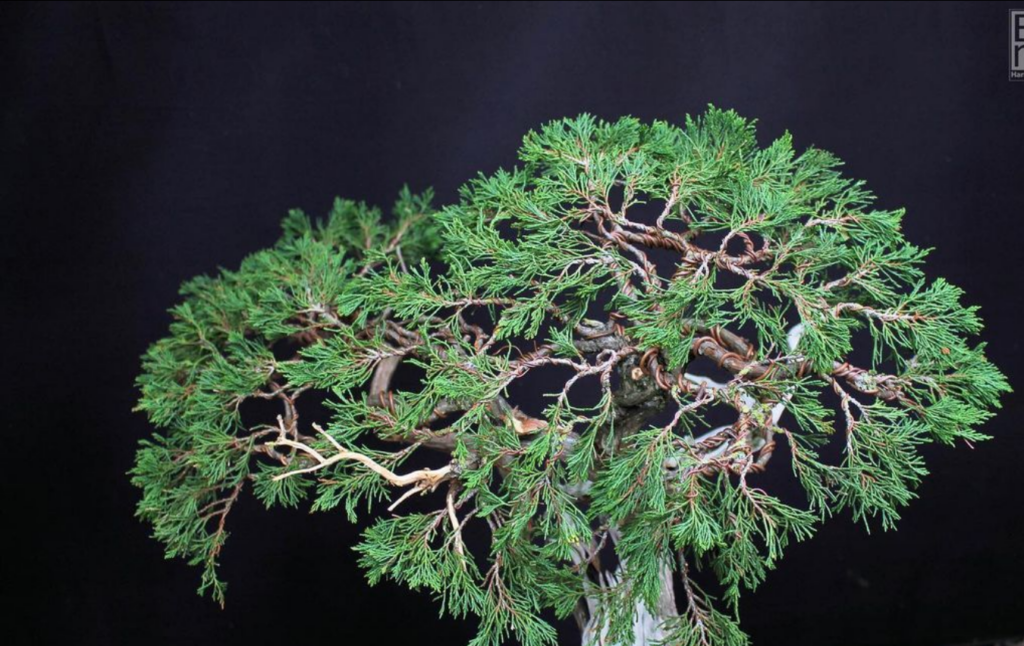 Top view of Juniper sabina bonsai