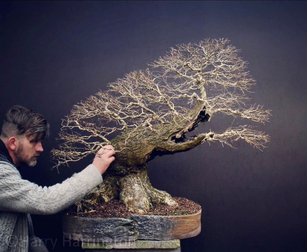 Ulmus procera/English Elm bonsai