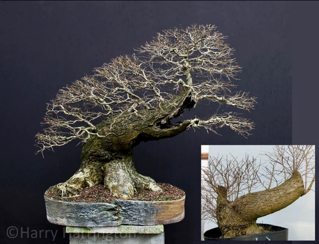 Before and after Ulmus procera/English Elm bonsai
