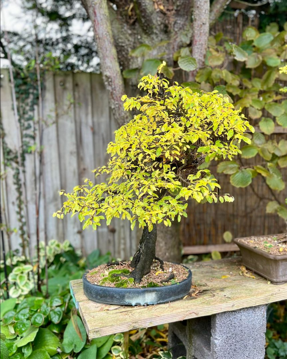 Prunus spinosa/Blackthorn bonsai
