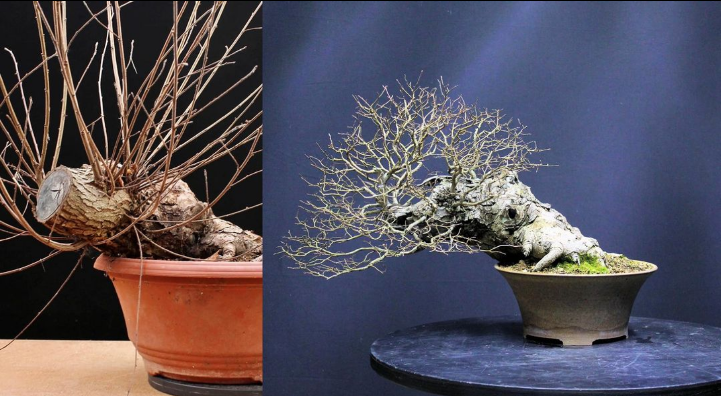 Ulmus minor/English elm bonsai