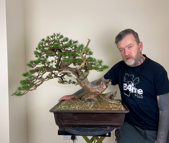 Pine bonsai harry harrington