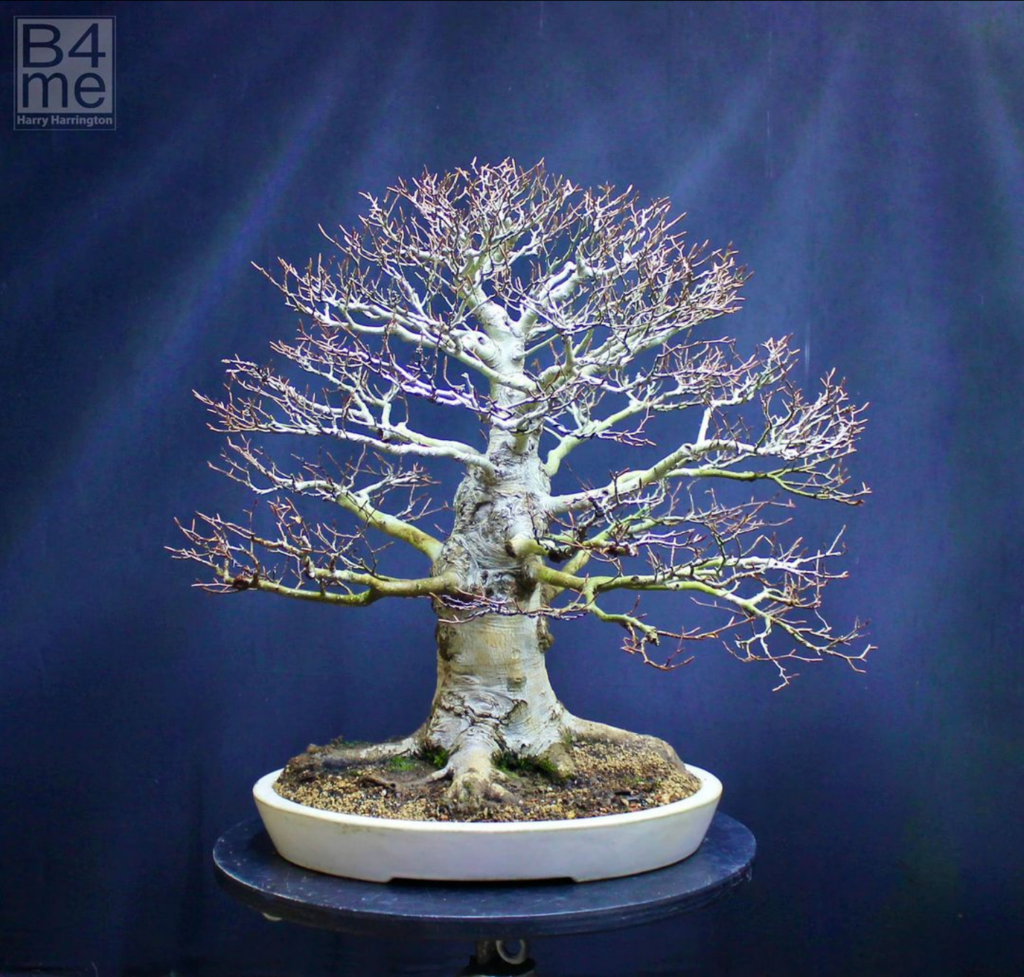 Fagus crenata/Japanese Beech bonsai