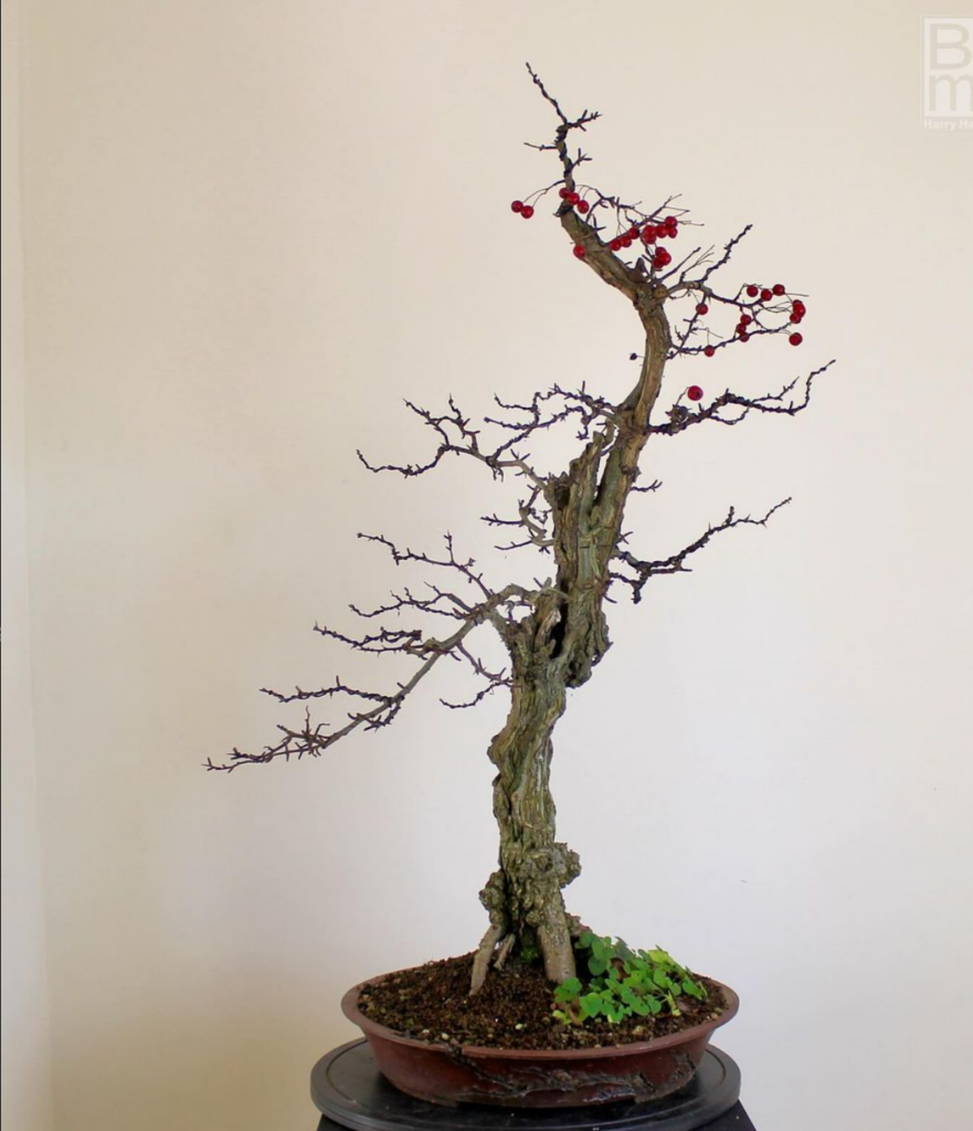“Three Amigos” Hawthorn bonsai