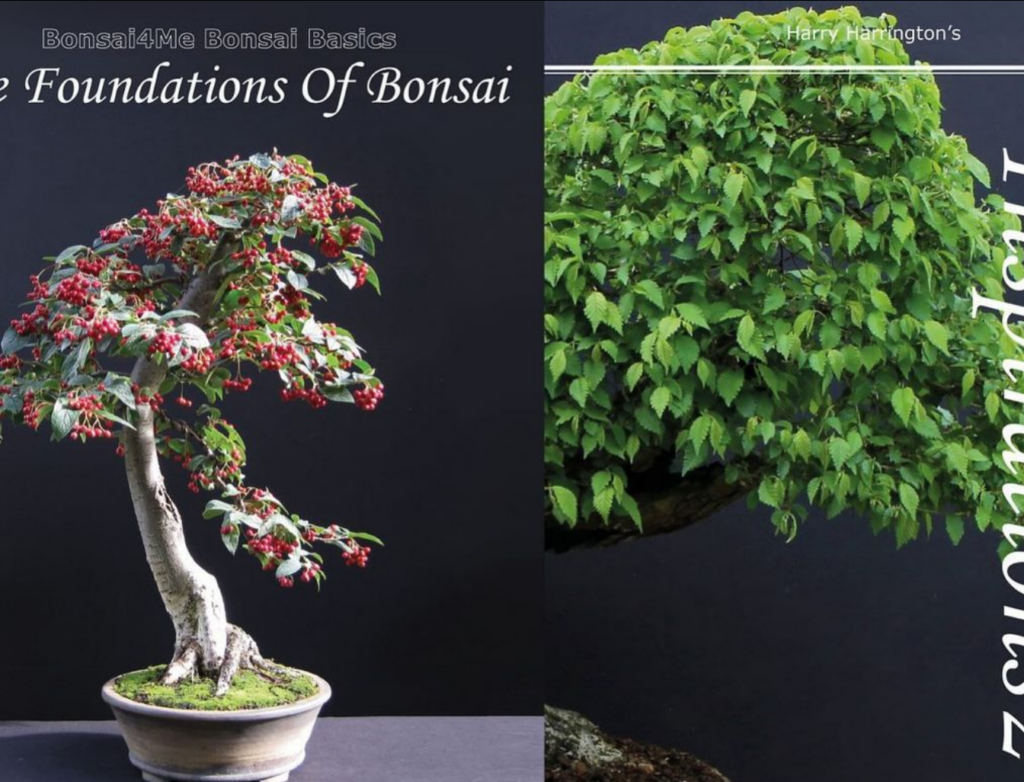 Please see the Bonsai4me.com/shop to order before christmas