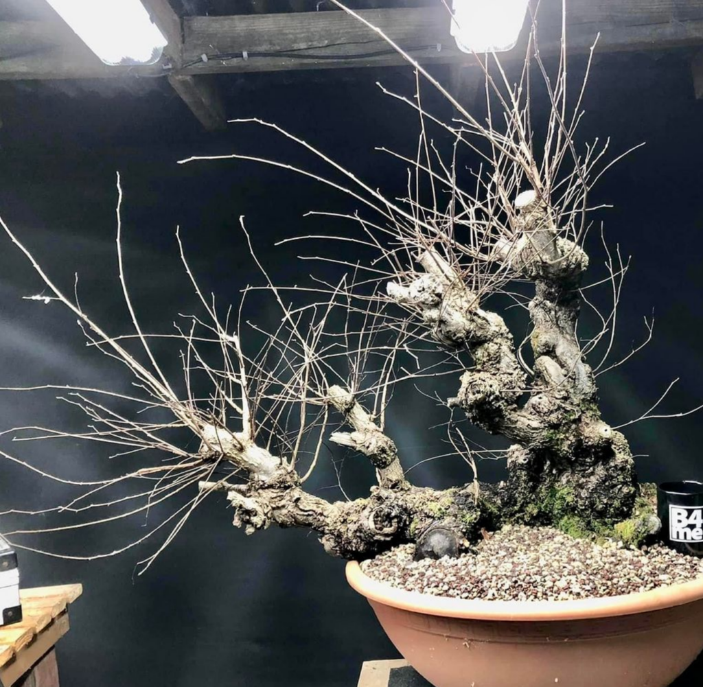 Field Elm bonsai