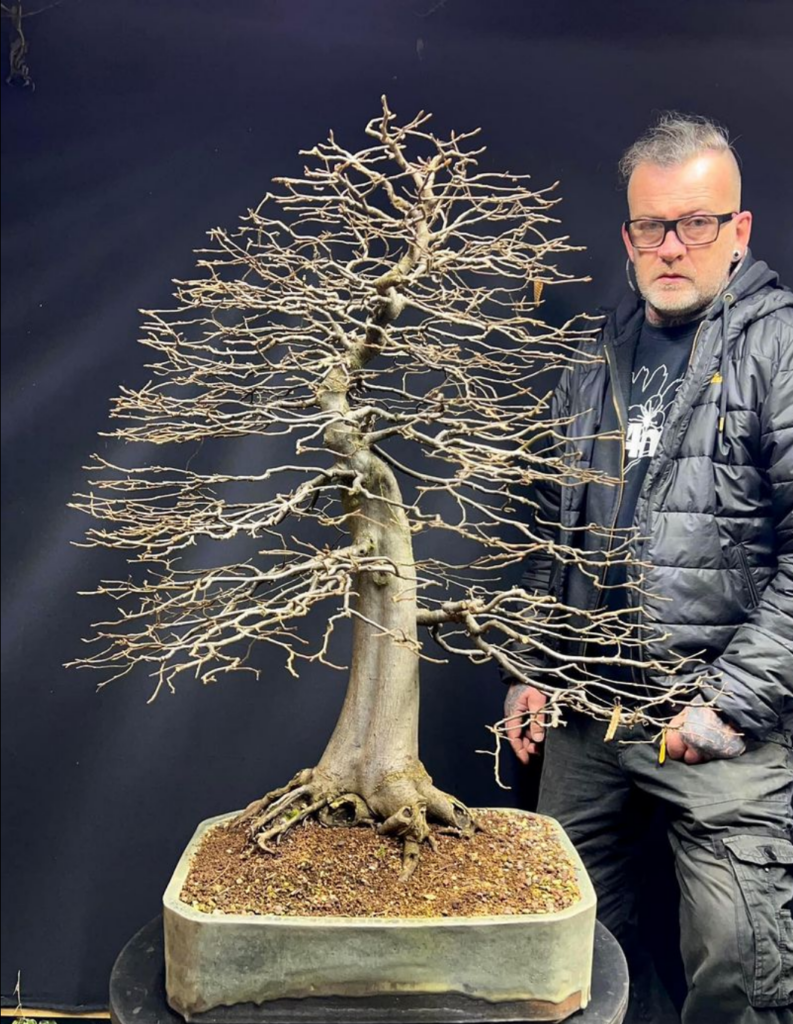 European Hornbeam bonsai