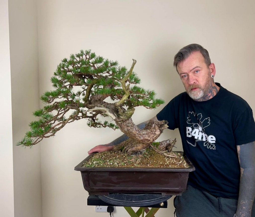 Scots Pine bonsai