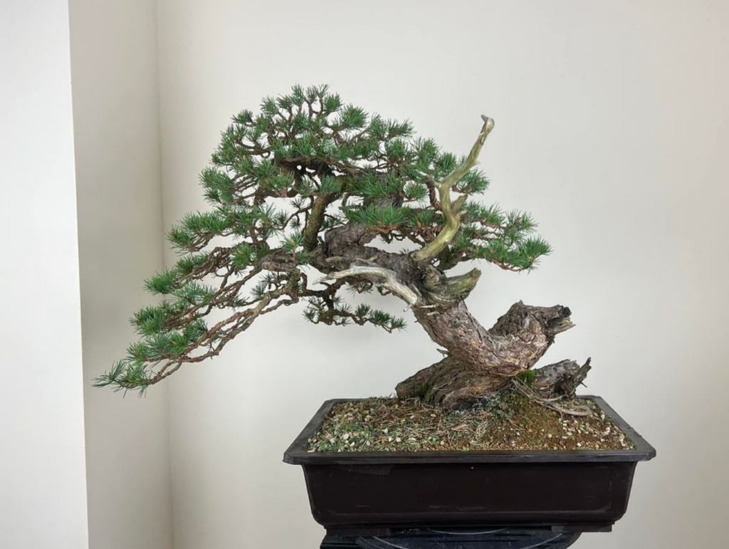 Scots Pune bonsai