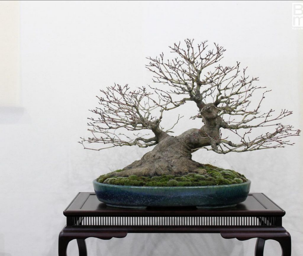 Final dump of images from last weekends Swindon Winter Image Bonsai Show