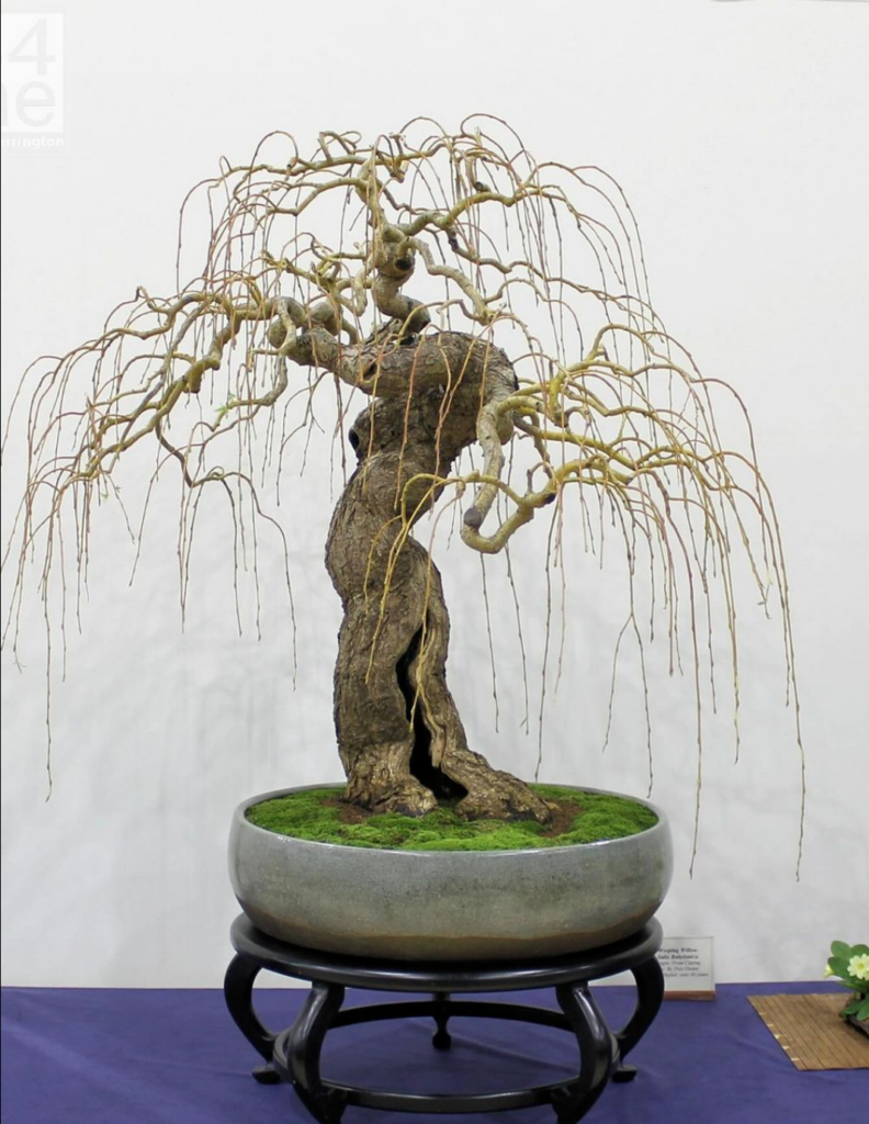 Simon Temblett’s Salix/Willow bonsai