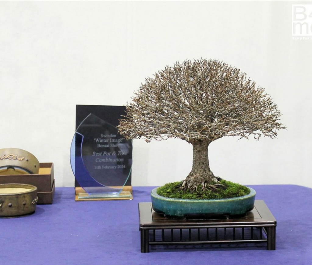 Shohin bonsai at the Swindon 'Winter Image' show