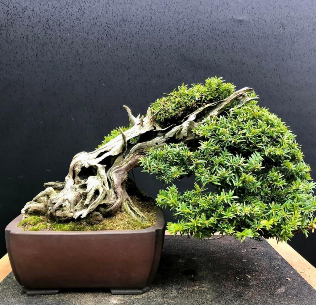Taxus cuspidata/Japanese Yew bonsai