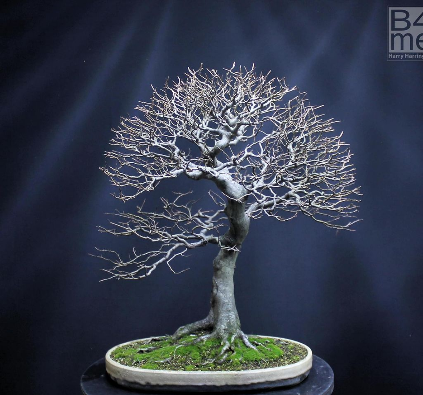 Fagus sylvatica/European Beech bonsai