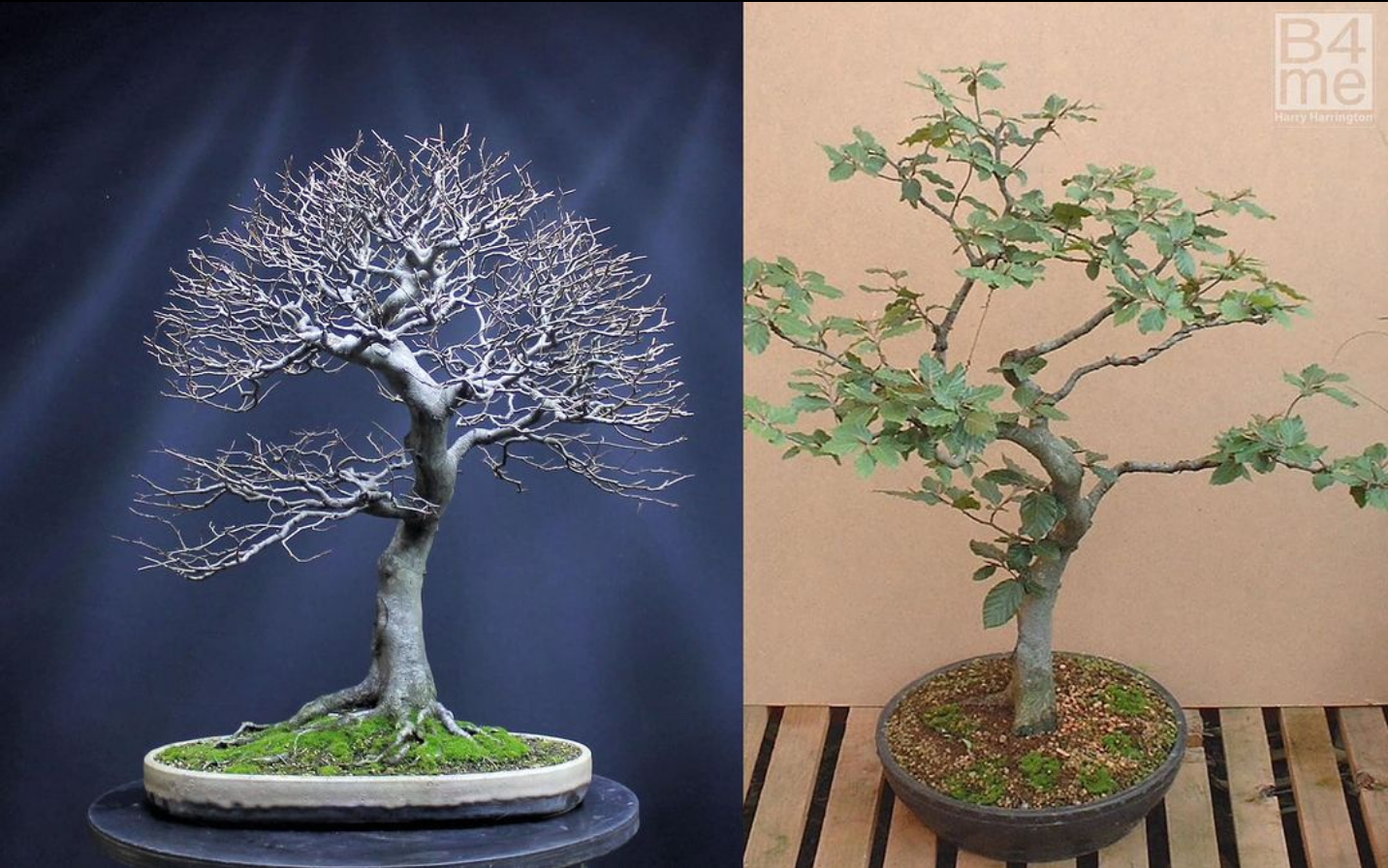 Fagus sylvatica/European Beech bonsai in development