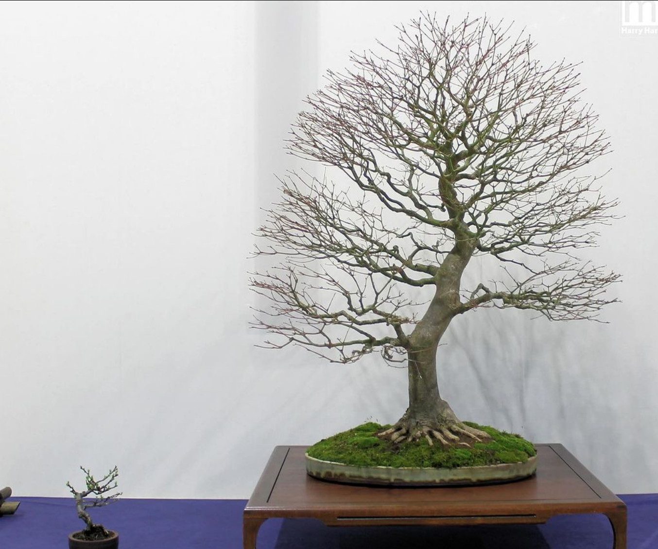 Acer palmatum/Japanese Maple bonsai