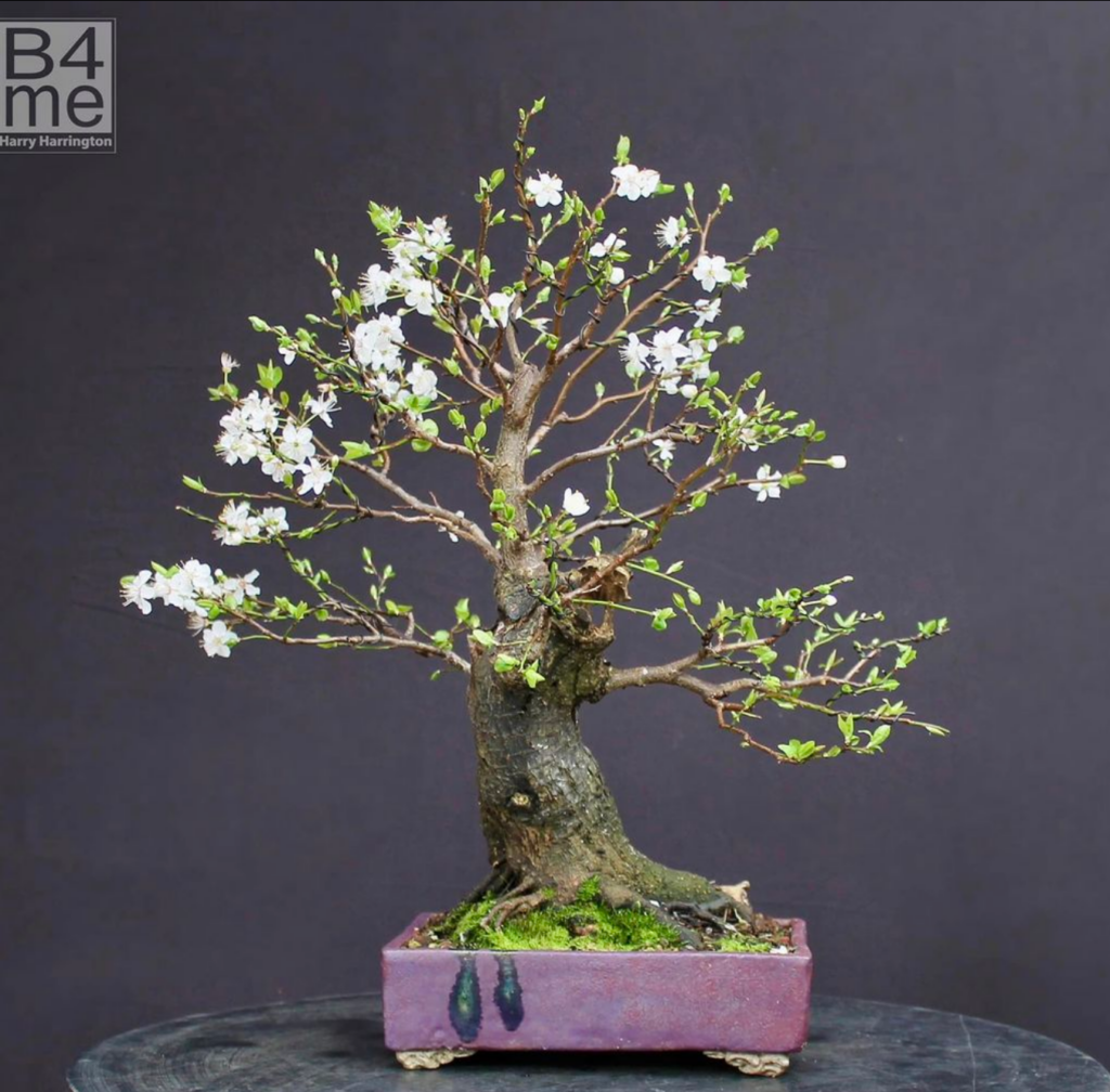 Prunus domestica subsp. insititia bonsai