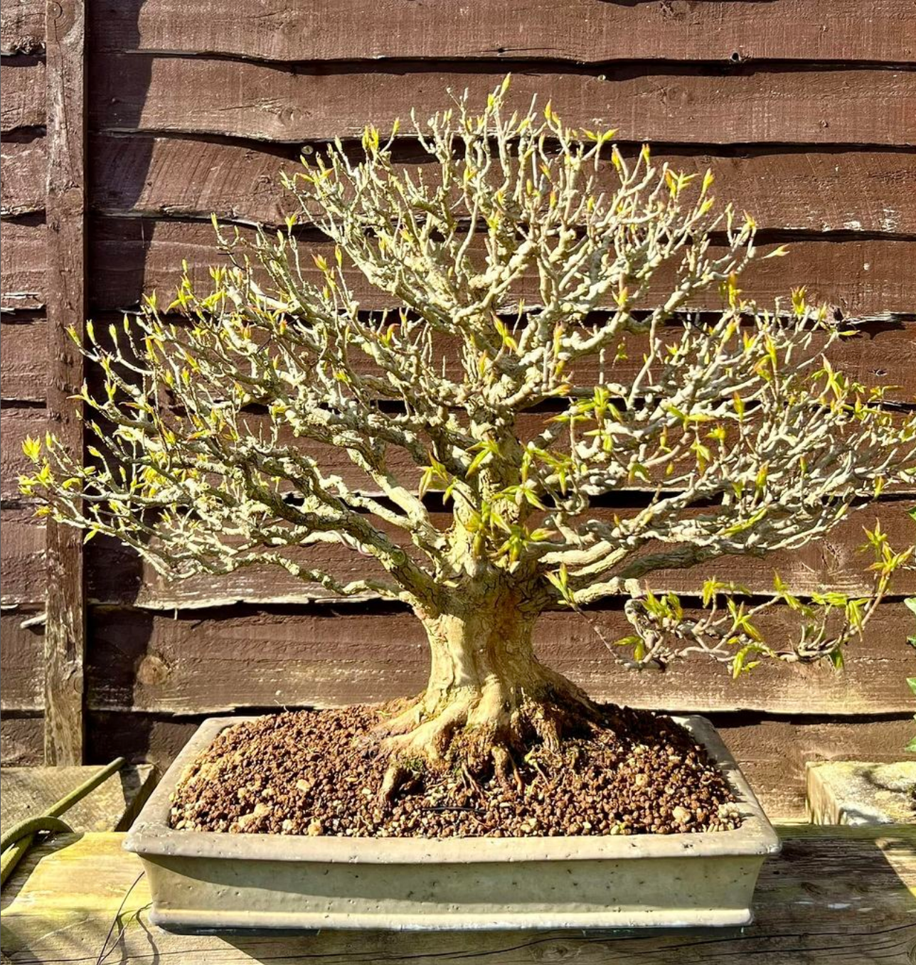 Trident Maple bonsai repotting