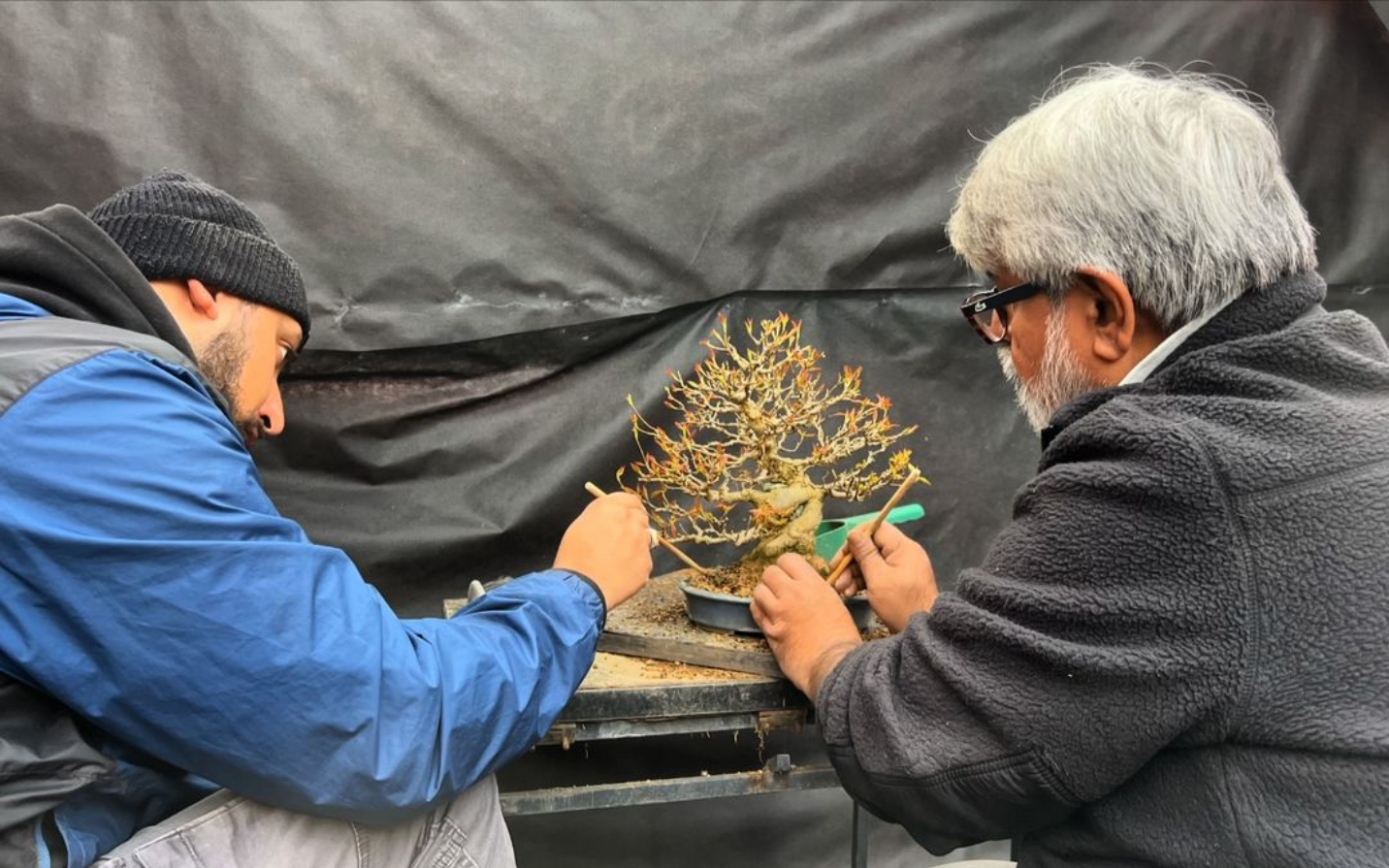 Trident Maple bonsai final touches