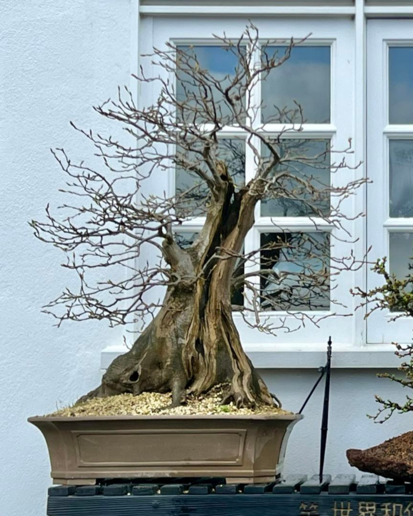 Welsh hornbeam bonsai