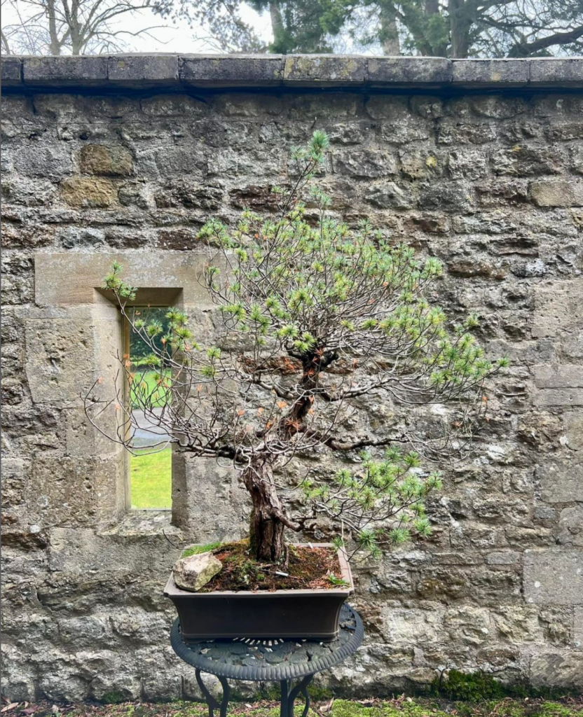 Japanese White Pine bonsai at 'The Prebendal' house