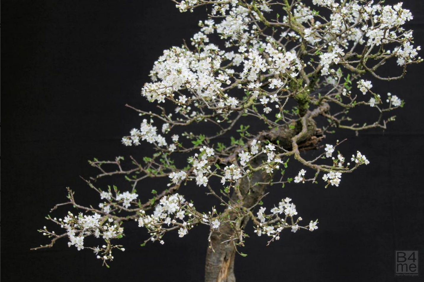 Detail of the flowers on my Prunus spinosa/Blackthorn bonsai