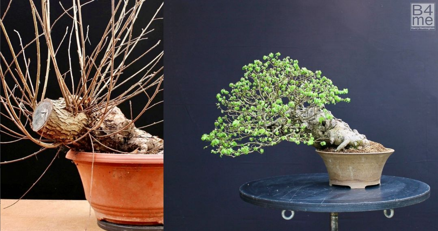 Ulmus minor/English or Field Elm bonsai before and after