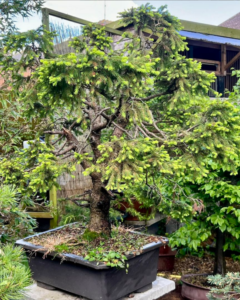 Norway Spruce bonsai